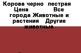 Корова черно- пестрая › Цена ­ 30 000 - Все города Животные и растения » Другие животные   . Башкортостан респ.,Кумертау г.